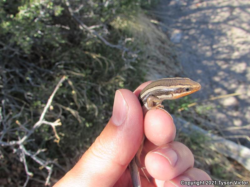 Great Basin Skink (Plestiodon skiltonianus utahensis)