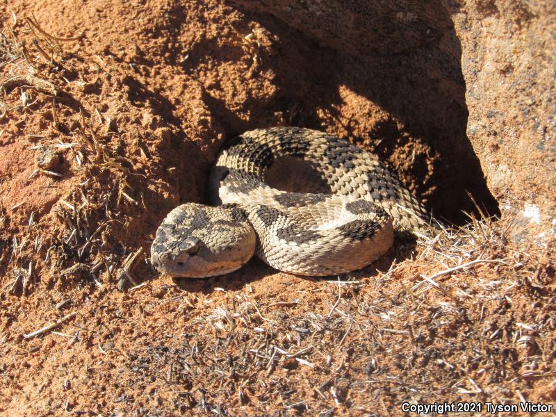 Great Basin Rattlesnake (Crotalus oreganus lutosus)