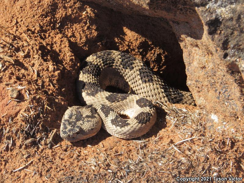 Great Basin Rattlesnake (Crotalus oreganus lutosus)