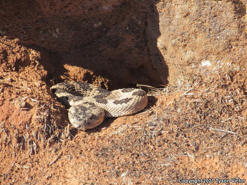 Great Basin Rattlesnake (Crotalus oreganus lutosus)