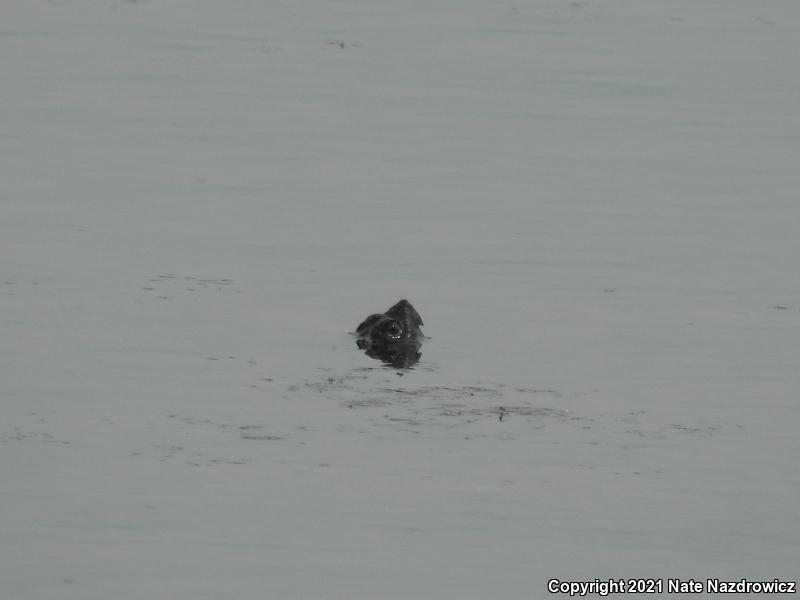 Snapping Turtle (Chelydra serpentina)