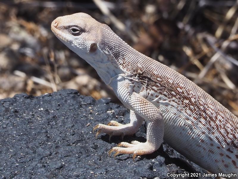 Northern Desert Iguana (Dipsosaurus dorsalis dorsalis)