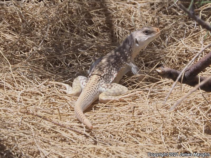 Northern Desert Iguana (Dipsosaurus dorsalis dorsalis)