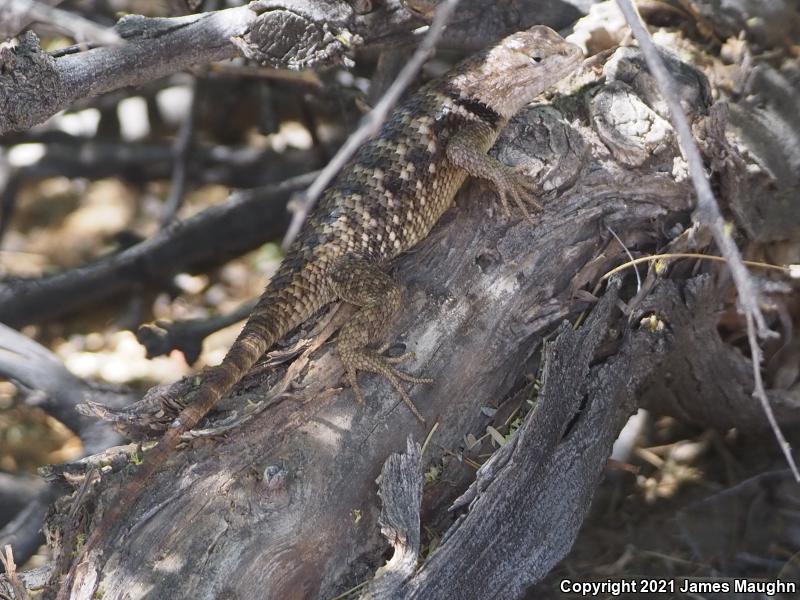 Yellow-backed Spiny Lizard (Sceloporus uniformis)