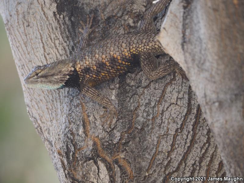 Yellow-backed Spiny Lizard (Sceloporus uniformis)