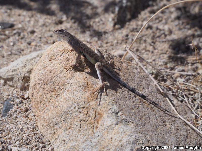 Western Zebra-tailed Lizard (Callisaurus draconoides rhodostictus)