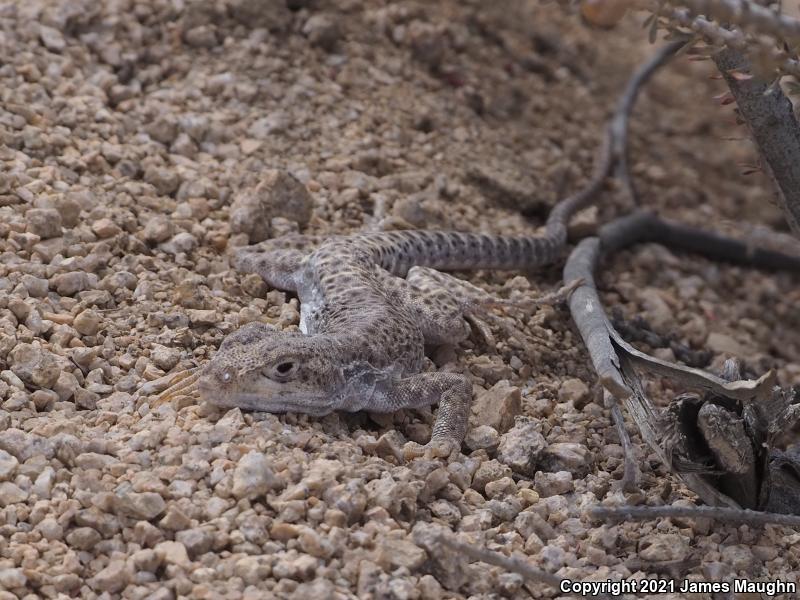 Longnose Leopard Lizard (Gambelia wislizenii)