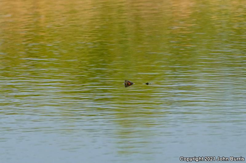 Cuatrocienegas Slider (Trachemys taylori)