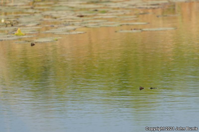 Cuatrocienegas Slider (Trachemys taylori)