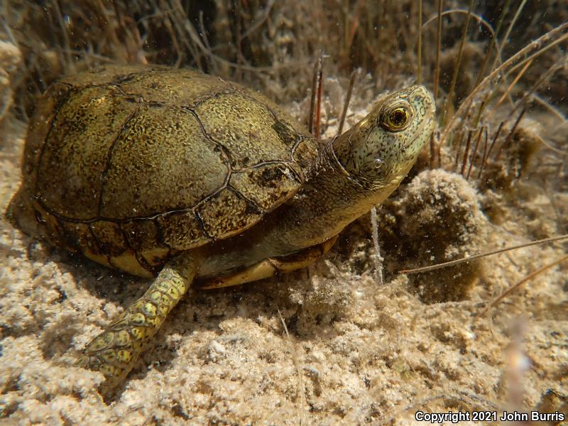 Coahuilan Box Turtle (Terrapene coahuila)