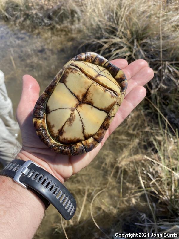 Coahuilan Box Turtle (Terrapene coahuila)