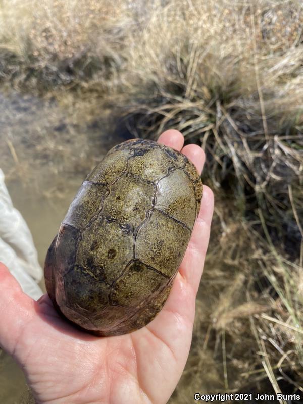 Coahuilan Box Turtle (Terrapene coahuila)