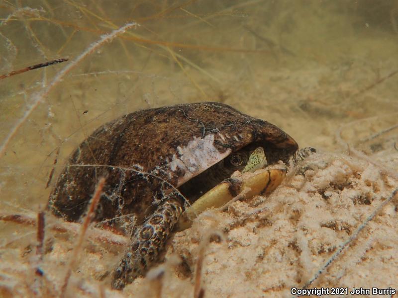 Coahuilan Box Turtle (Terrapene coahuila)