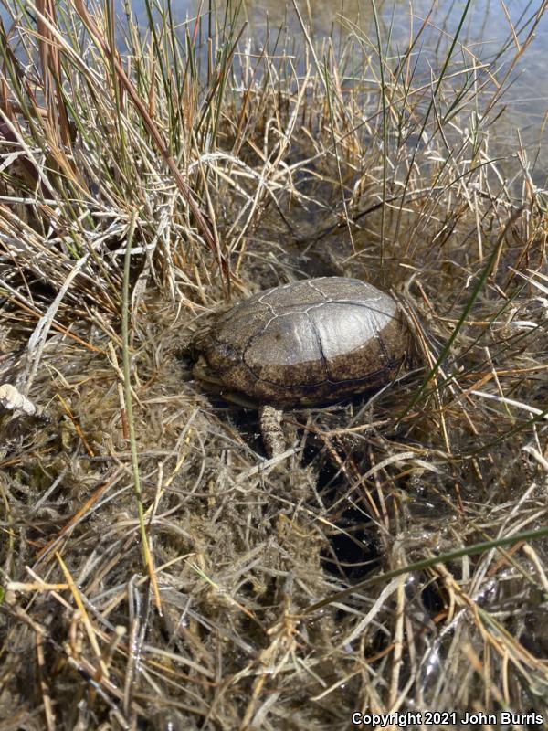 Coahuilan Box Turtle (Terrapene coahuila)