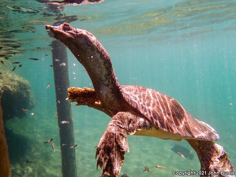 Western Spiny Softshell (Apalone spinifera hartwegi)