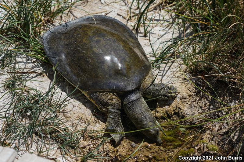 Western Spiny Softshell (Apalone spinifera hartwegi)