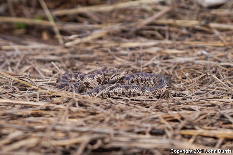 Prairie Kingsnake (Lampropeltis calligaster calligaster)