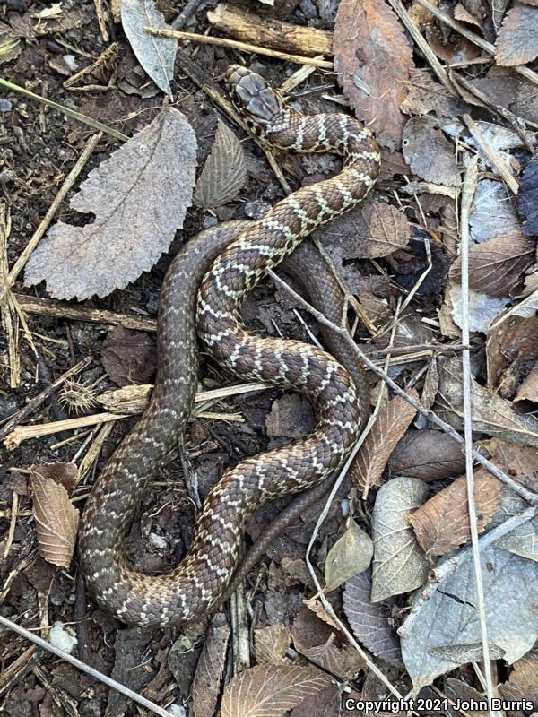 Eastern Yellow-bellied Racer (Coluber constrictor flaviventris)