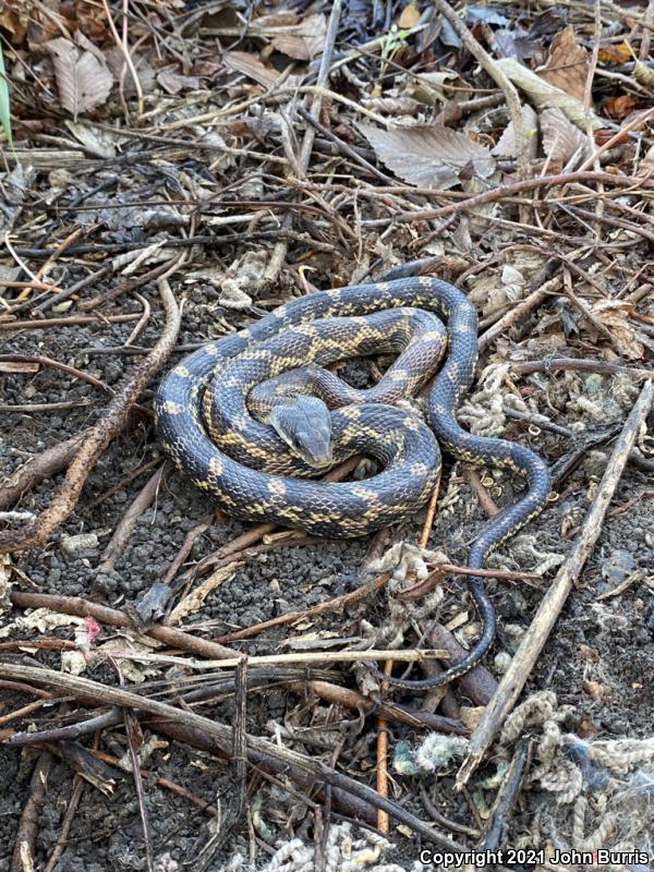 Texas Ratsnake (Pantherophis obsoletus lindheimeri)