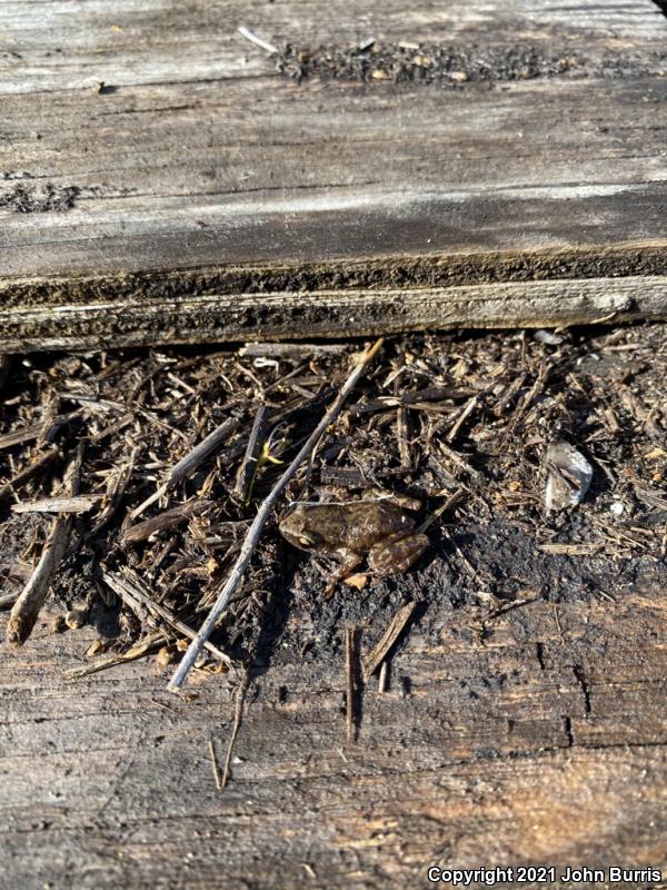 Rio Grande Chirping Frog (Eleutherodactylus cystignathoides campi)