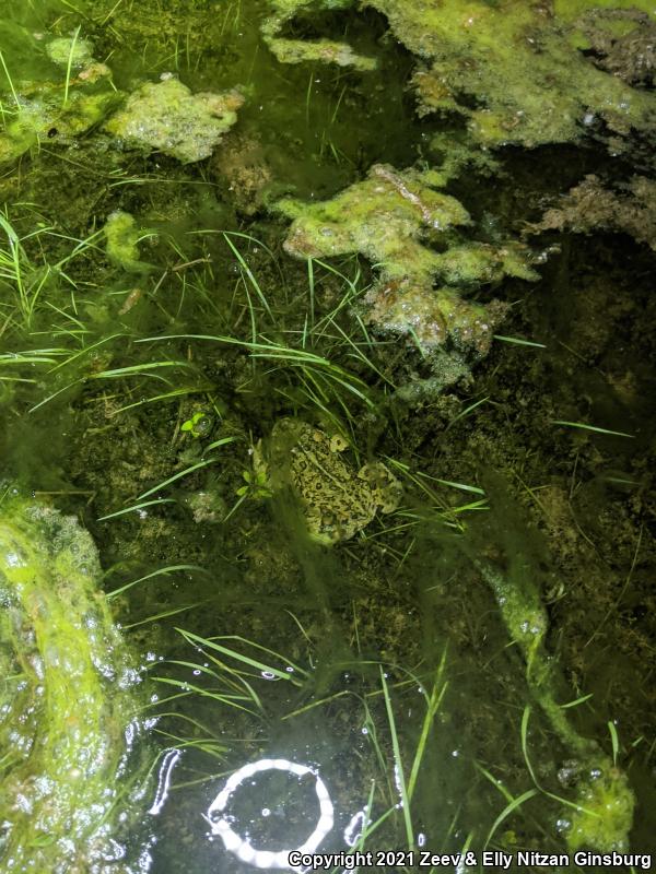 Southern California Toad (Anaxyrus boreas halophilus)