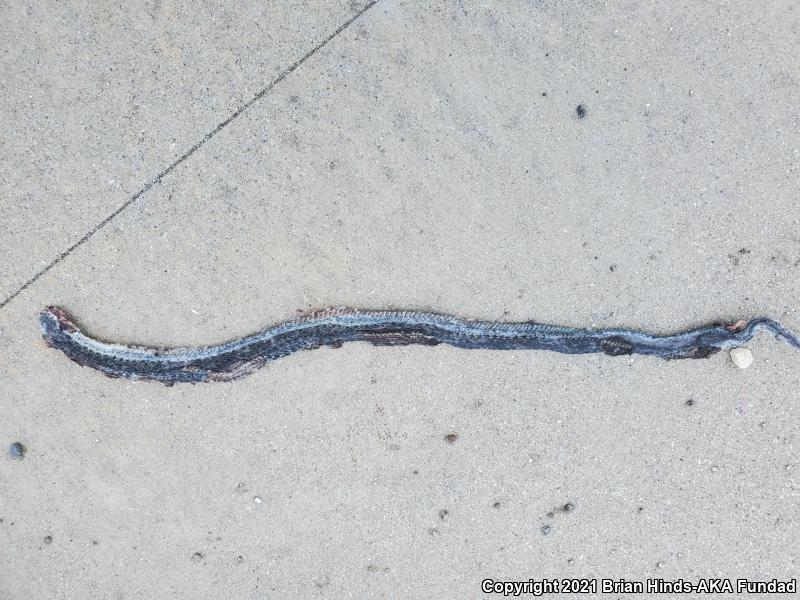 Two-striped Gartersnake (Thamnophis hammondii)