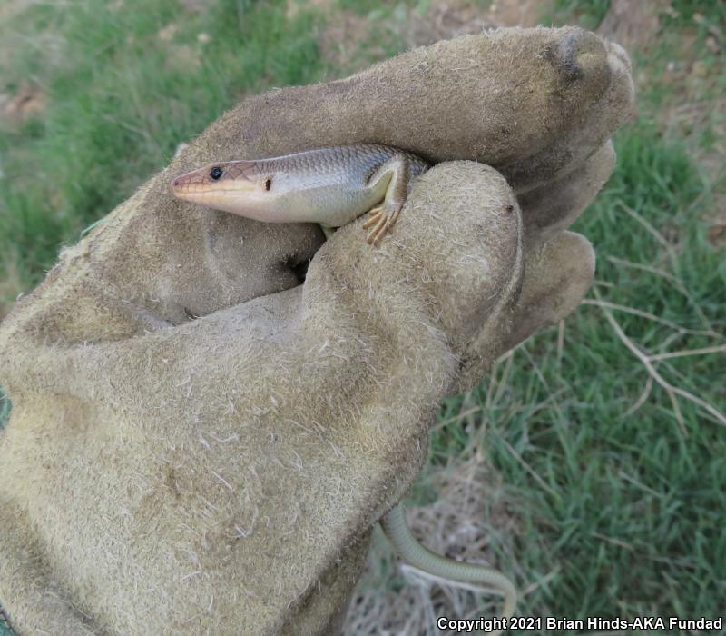 Gilbert's Skink (Plestiodon gilberti)