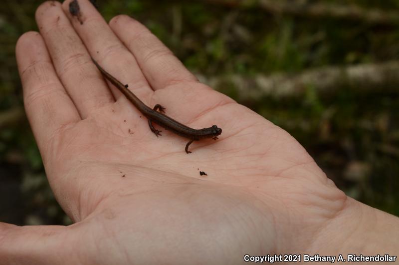 Dwarf Salamander (Eurycea quadridigitata)