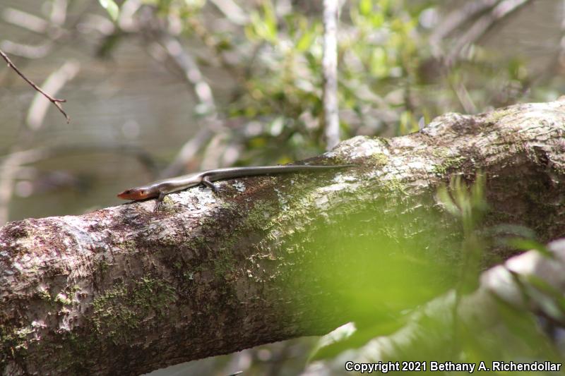 Broadhead Skink (Plestiodon laticeps)