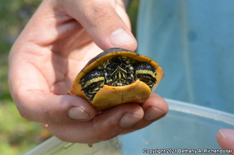 Chicken Turtle (Deirochelys reticularia)