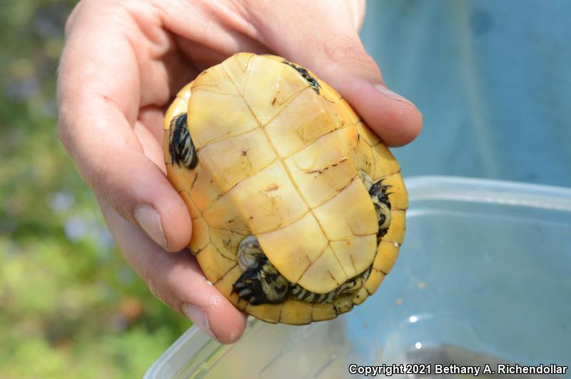 Chicken Turtle (Deirochelys reticularia)