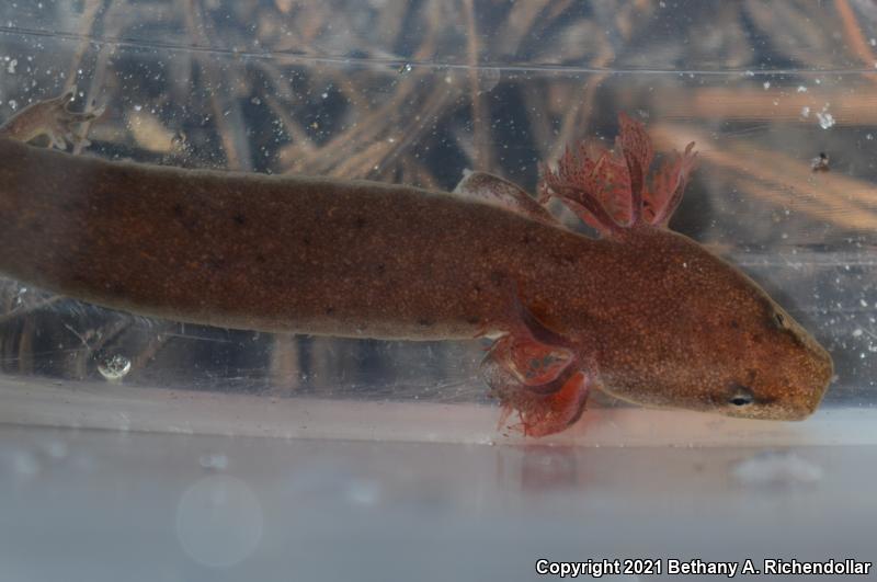 Gulf Coast Waterdog (Necturus beyeri)