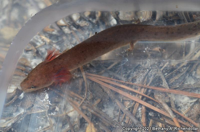 Gulf Coast Waterdog (Necturus beyeri)