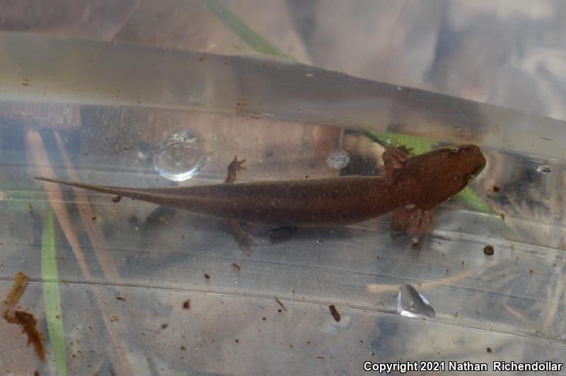 Gulf Coast Waterdog (Necturus beyeri)