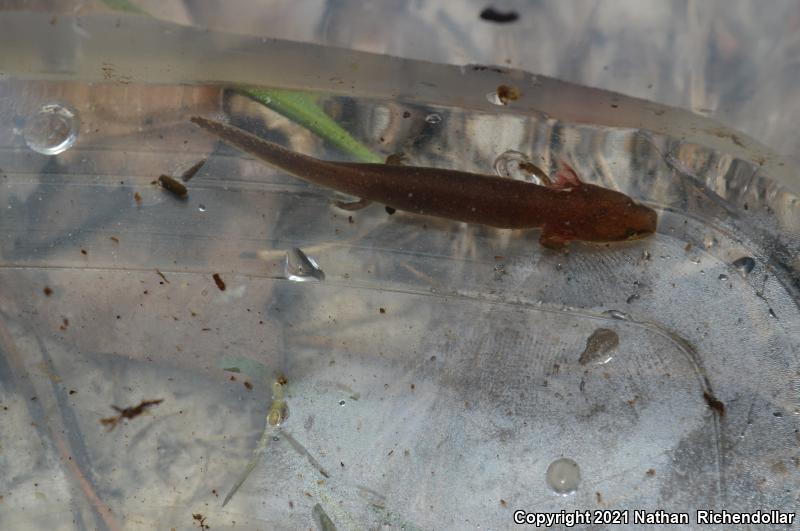 Gulf Coast Waterdog (Necturus beyeri)