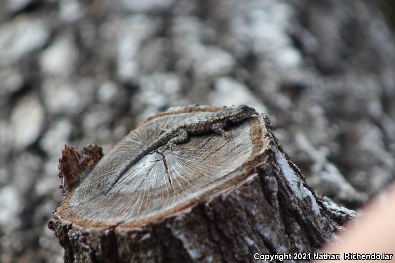 Eastern Fence Lizard (Sceloporus undulatus)