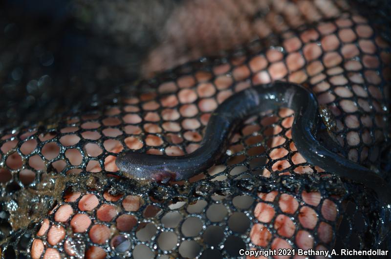 Western Lesser Siren (Siren intermedia nettingi)