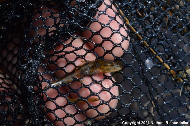 Striped Newt (Notophthalmus perstriatus)