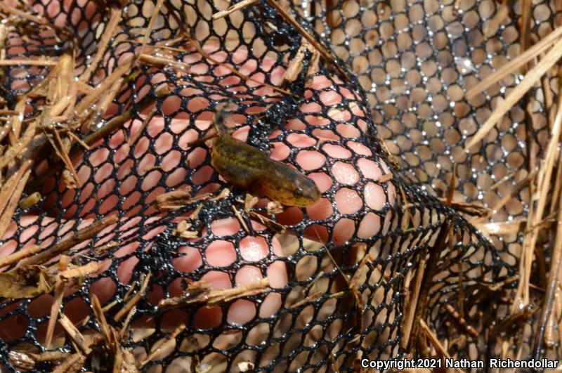 Striped Newt (Notophthalmus perstriatus)