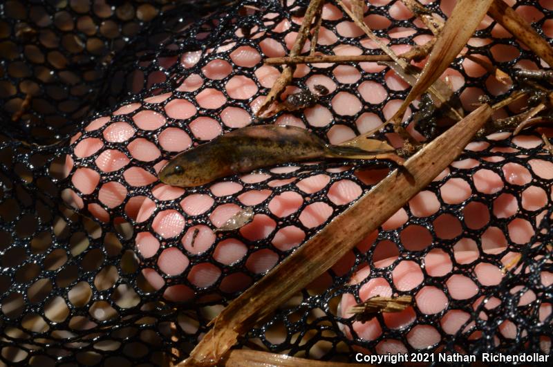 Striped Newt (Notophthalmus perstriatus)