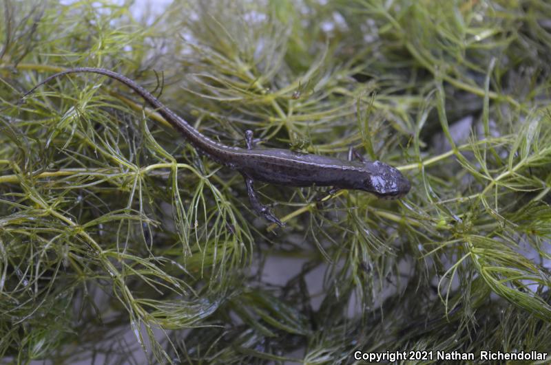 Peninsula Newt (Notophthalmus viridescens piaropicola)