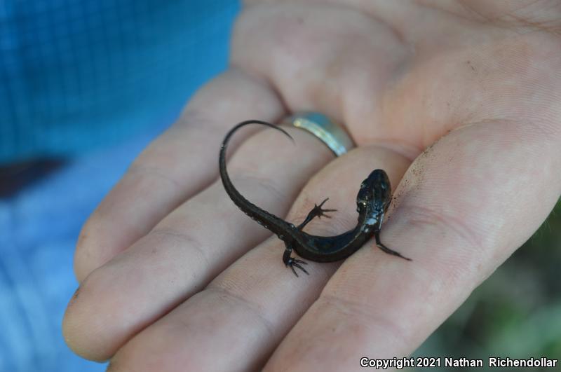 Peninsula Newt (Notophthalmus viridescens piaropicola)