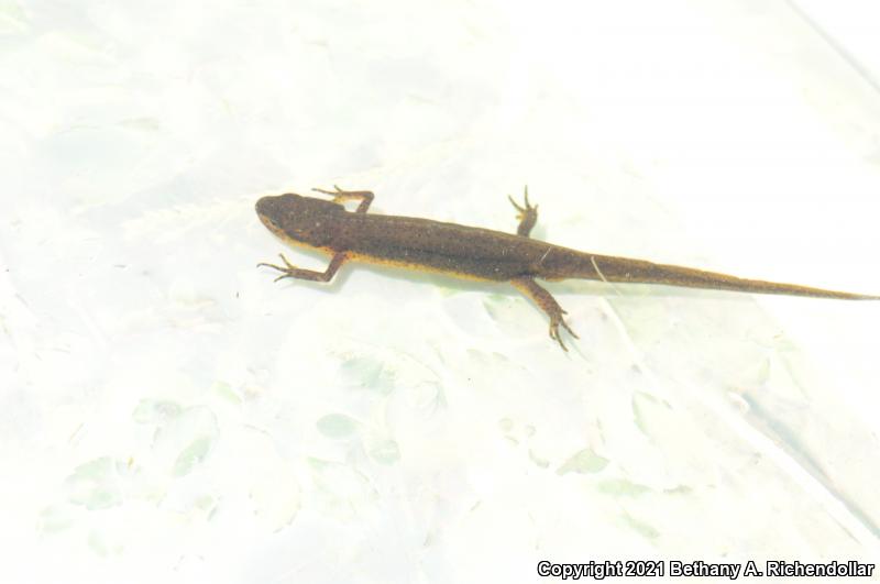 Peninsula Newt (Notophthalmus viridescens piaropicola)