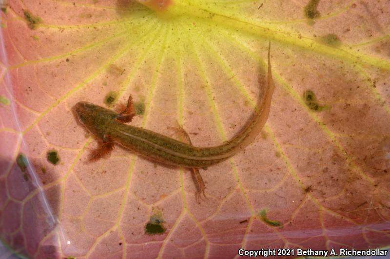 Striped Newt (Notophthalmus perstriatus)