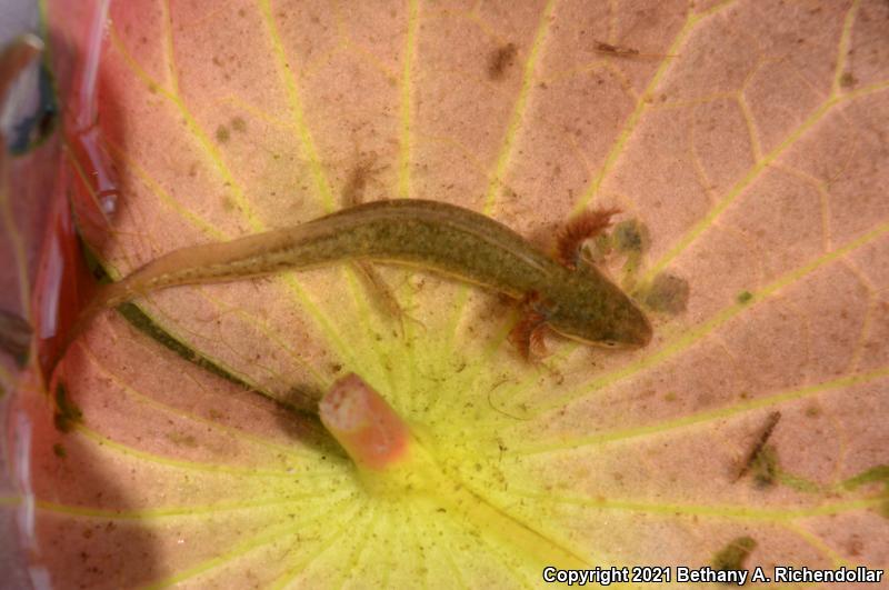 Striped Newt (Notophthalmus perstriatus)