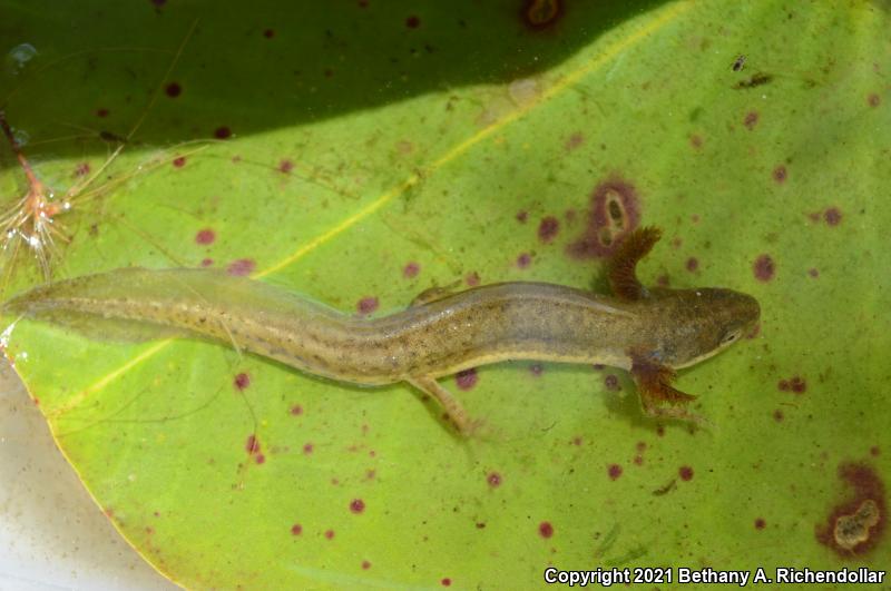 Striped Newt (Notophthalmus perstriatus)