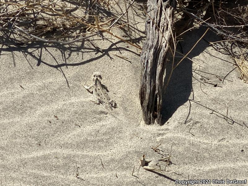 Flat-tailed Horned Lizard (Phrynosoma mcallii)