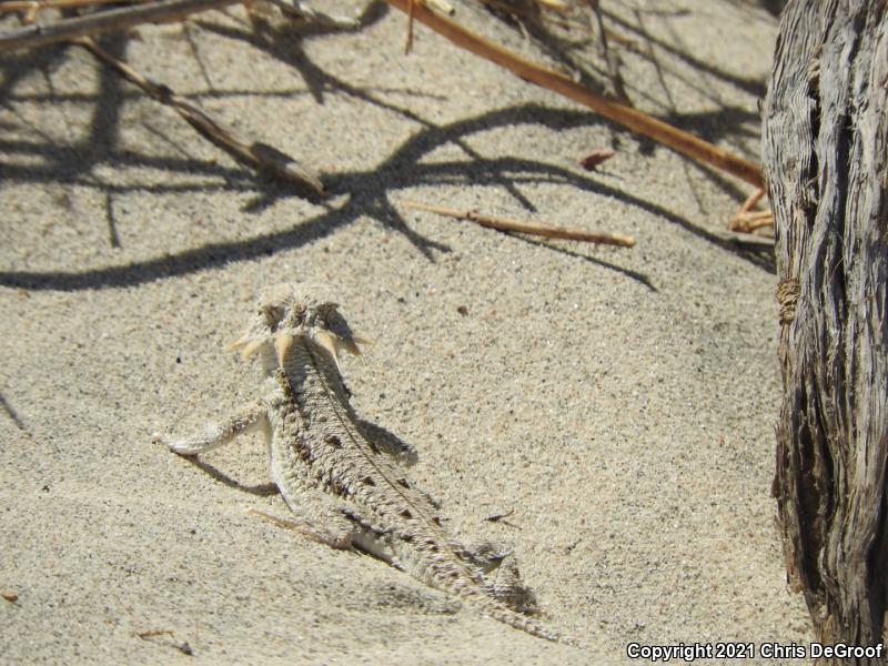 Flat-tailed Horned Lizard (Phrynosoma mcallii)