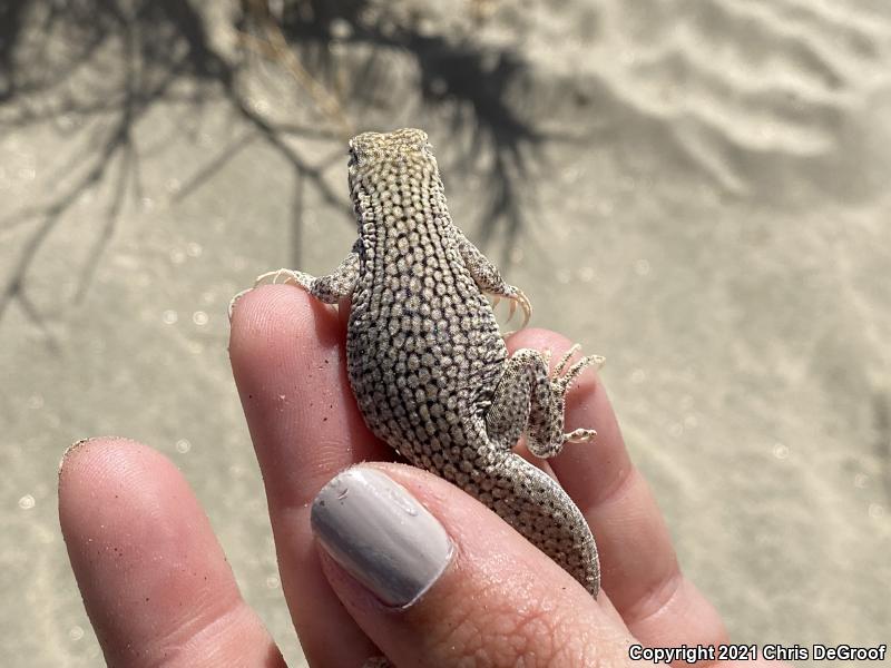 Coachella Valley Fringe-toed Lizard (Uma inornata)