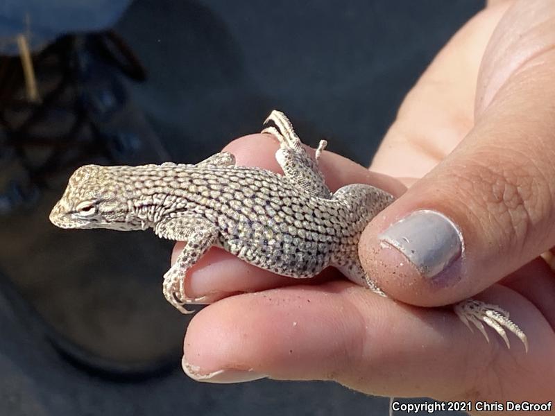 Coachella Valley Fringe-toed Lizard (Uma inornata)